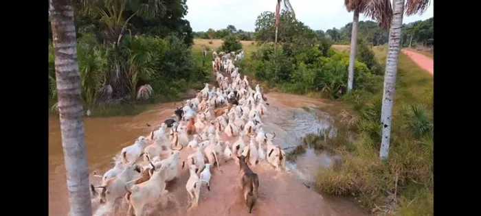 537 alqueires com 450 de abertura em pasto porteira fechada no Pará
