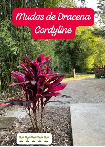 1 MUDA DE CORDYLINE