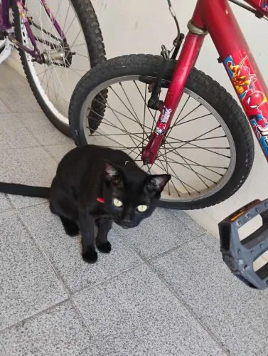 Doação Gato Castrado 