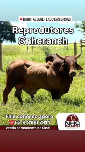 Reprodutores Sindi venda permanente 