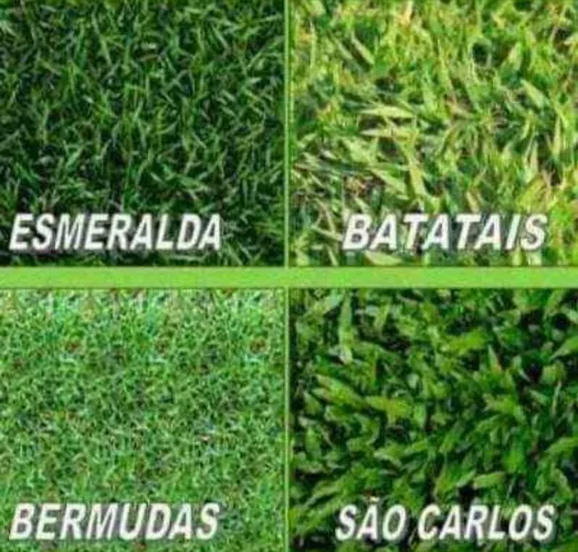 Gramas Esmeralda, Batatais, Bermudas e São Carlos