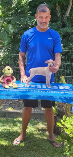 Galgo italiano Fêmea Isabela - Ideal para aptº
