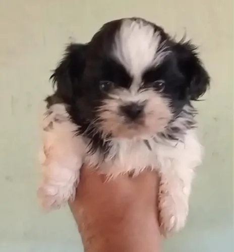 Shih Tzu fofo 