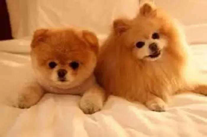 Filhotes de Spitz alemão , Faça um tosa bebê 