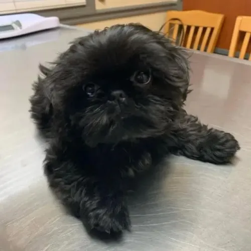 Filhotes de Shih Tzu | Um coração peludo para você.