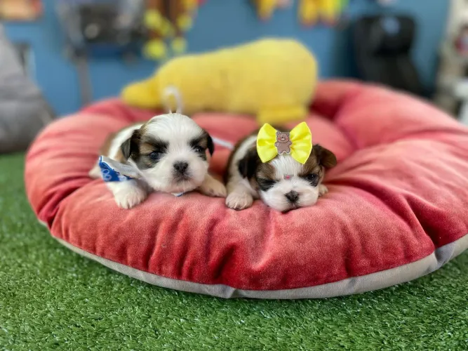 Lindos filhos de shihtzu macho e fêmea