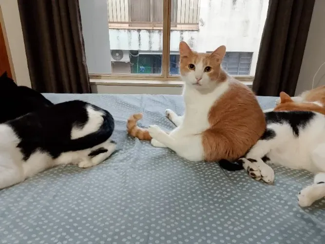 Doa-se gato macho castrado (Lolo)