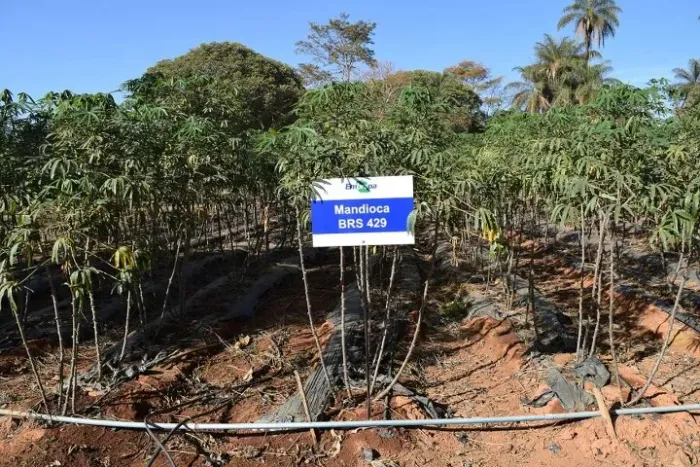 rama da mandioca 429