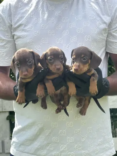 Teckel- o daschund mais procurado 