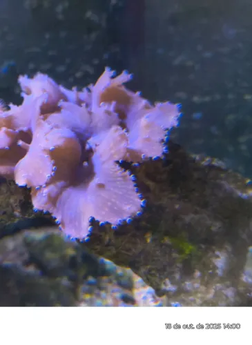 Para aquário marinho: colônia Letuce