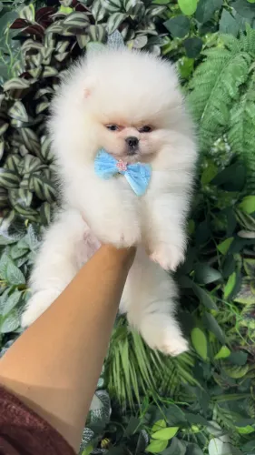 LULU DA POMERANIA URSINHO!!!