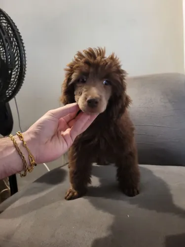 Poodle Gigante 
