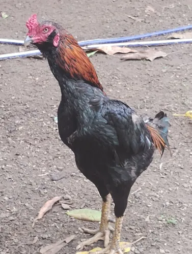 Galos caipiras