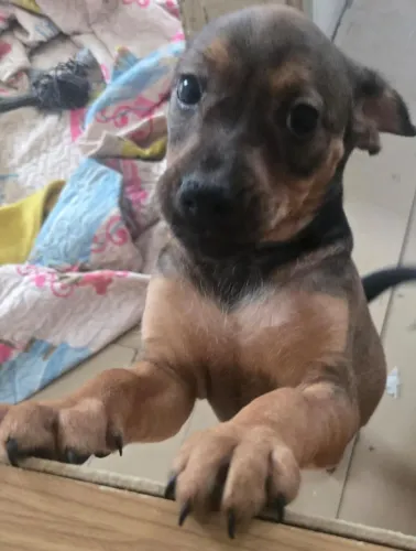 Filhote cadela porte pequeno !