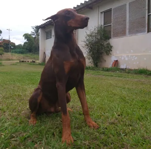 Dobermann para cruzamento 