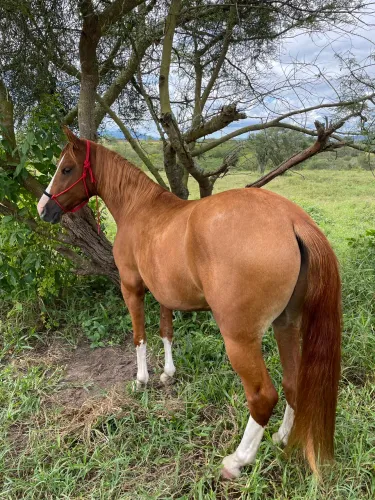 Cavalo de Batida, Castrado 3 anos 