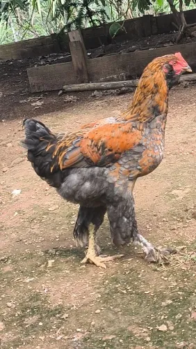 Galo