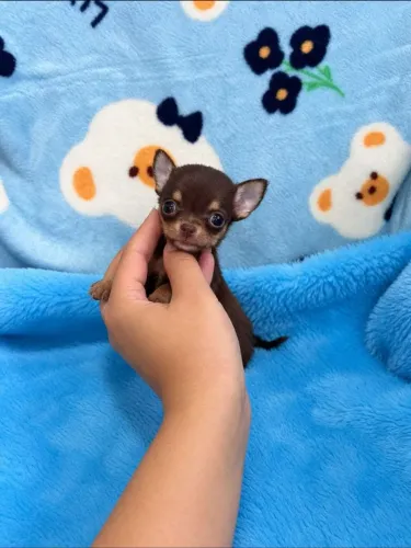 Chihuahua Pêlo Curto ChocoTan!! Lindo Macho.