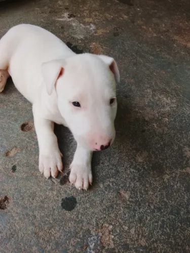 Filhote de Bull terrier