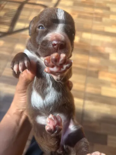 Doação de mestiça Pitbull com raça não definida