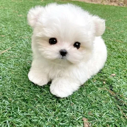 Poodle Branco Filhote - Uma Nuvem de Fofura