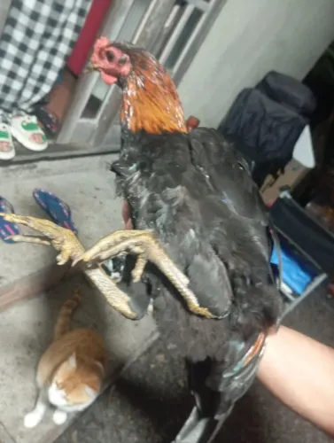 Frango índio 