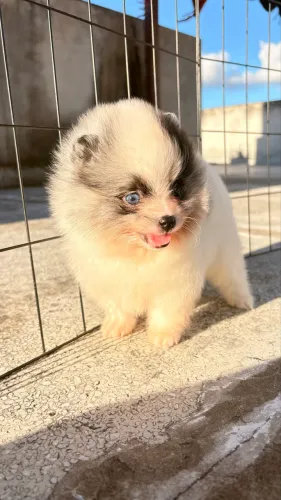 Filhotes de Lulu da pomerania