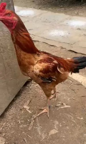 Frango caipira