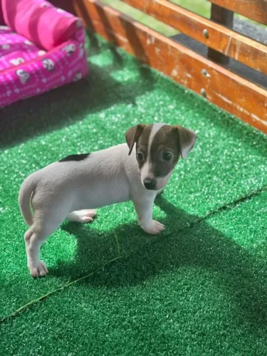 Jack Russel - Lindo Filhote a pronta entrega!Entre em contato.