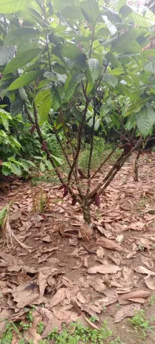 Lote de 5 alqueiros 