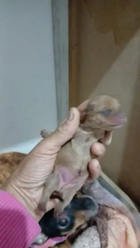 Pinscher zero 