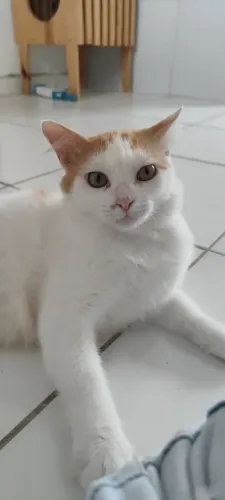 Gata adoção responsável