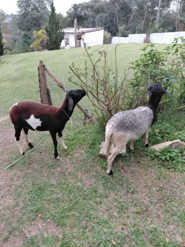 Ovelhas