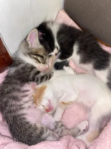 Filhotes de gato
