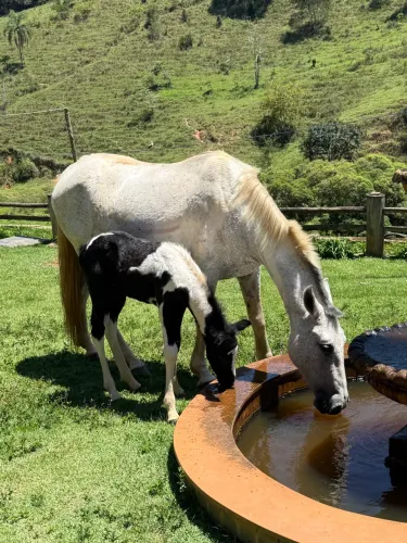 Égua top + potro Pampa 