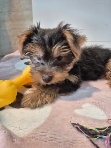 Vendo cachorrinha Yorkshire Fêmea