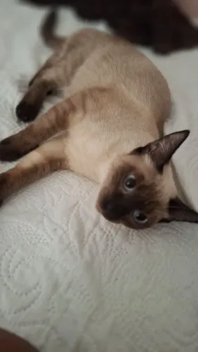 Doação gata Siamêsa 8 meses