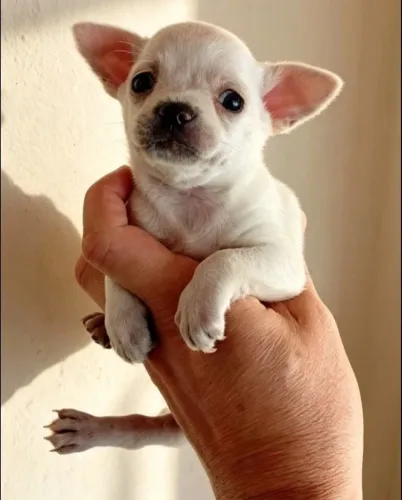 Chiuhahua machinho