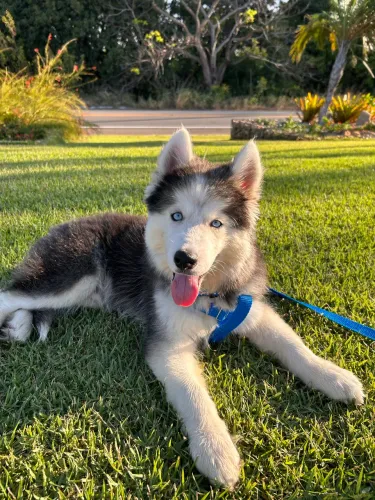 Filhote de Husky Siberiano 