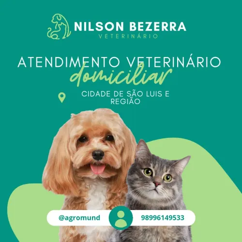 Atendimento veterinário 24 hrs