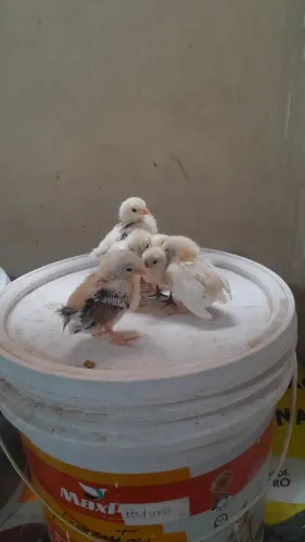 Pintinhos mini-garnizés disponível para venda 