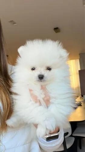 Filhote lulu da pomeraria mini (spitz alemã)