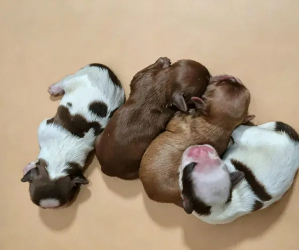 Shihtzu
