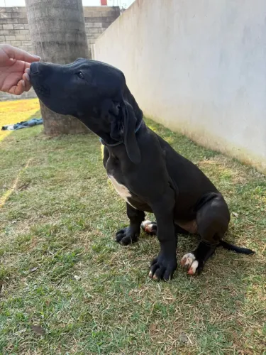 Filhote Dogue alemão fêmea preta