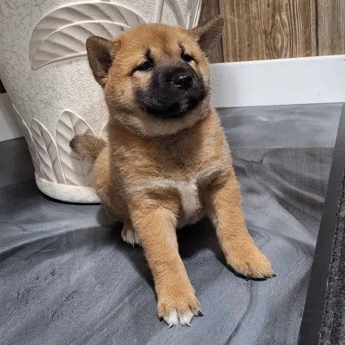 Shiba Inu | Últimos filhotes disponíveis 