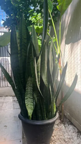 Espada de São Jorge
