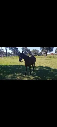Vendo uma égua mansa de traia