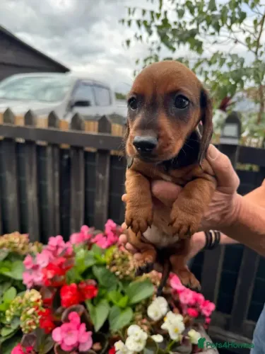 Cãozinho Teckel/Dachshund/Salsicha/Salsichinha/Basset/Cofap fofos e saudáveis