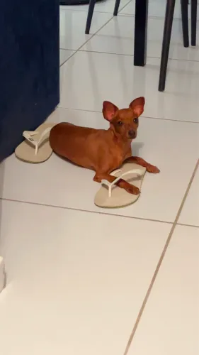 Pincher atrás de uma namorada