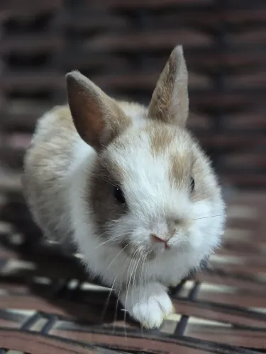 Mini coelhos